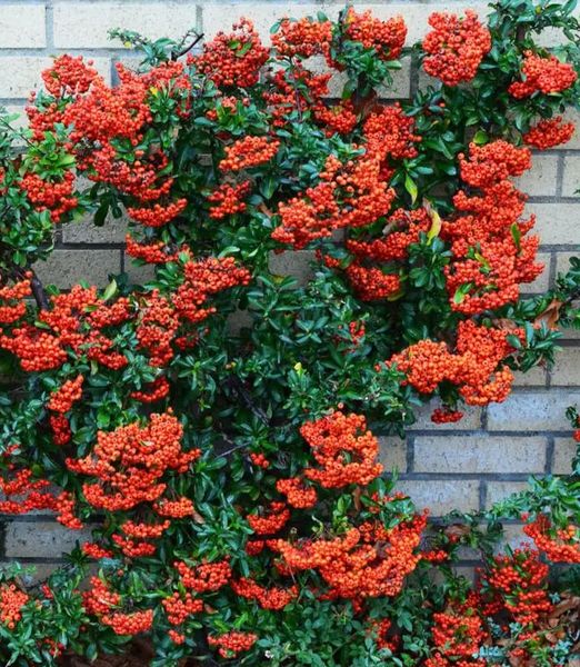 Pyracantha coccinea 'Red Column'